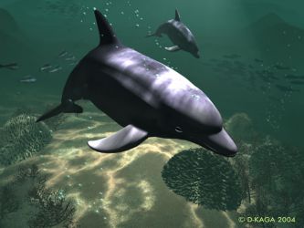 Dolphin