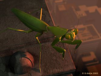 Mantis