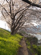 紀の川と桜