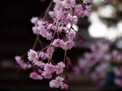 慈尊院の桜