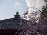 慈尊院の桜