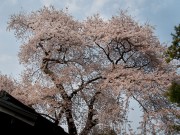 傘桜