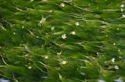 梅花藻