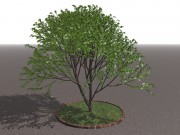 TreeSketch2の木