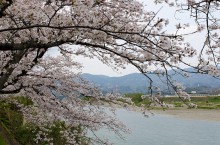 紀の川土手の桜