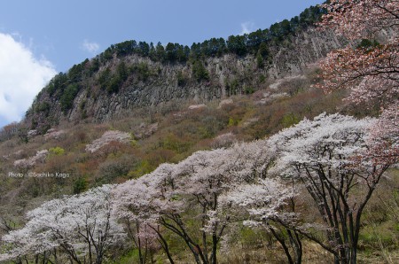 屏風岩と桜