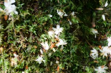 苔に落ちたエゴノキの花