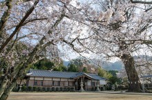 丹生酒殿神社と桜