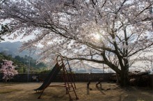 丹生酒殿神社の桜