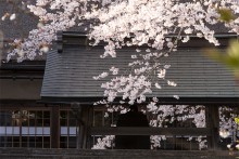 清浄心院の傘桜